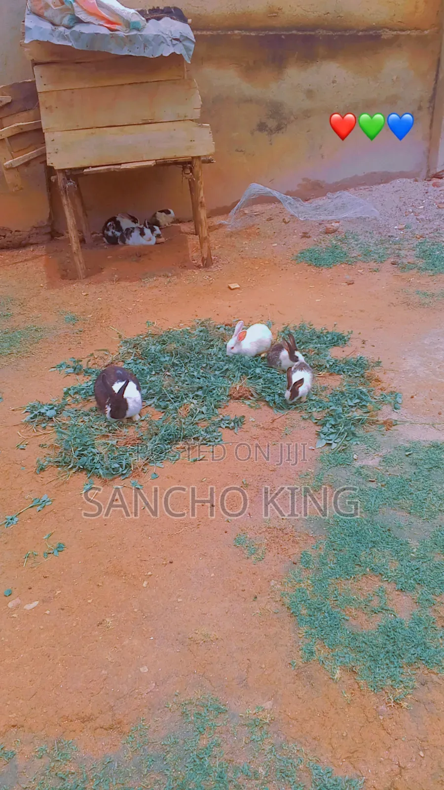 Local Rabbits