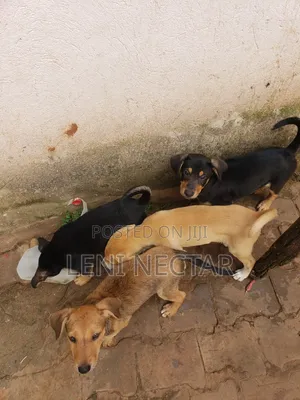 1-3 months Male Mixed Breed Rottweiler
