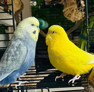 Love Birds Available