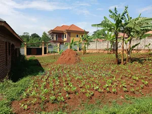 Plot for Sell Masoli Gayaza Rd at 85m 50ft by 100ft
