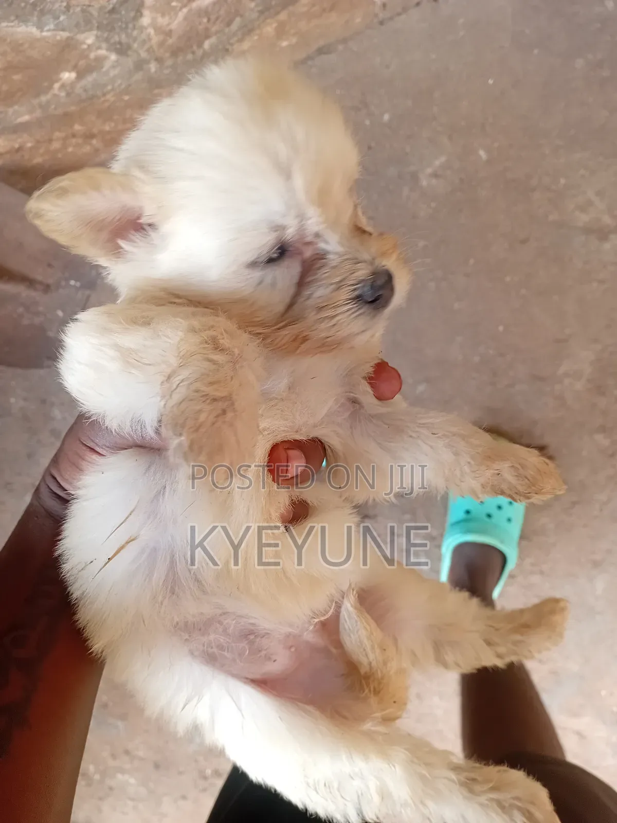 1-3 months Male Purebred Maltese
