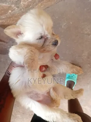 1-3 months Male Purebred Maltese