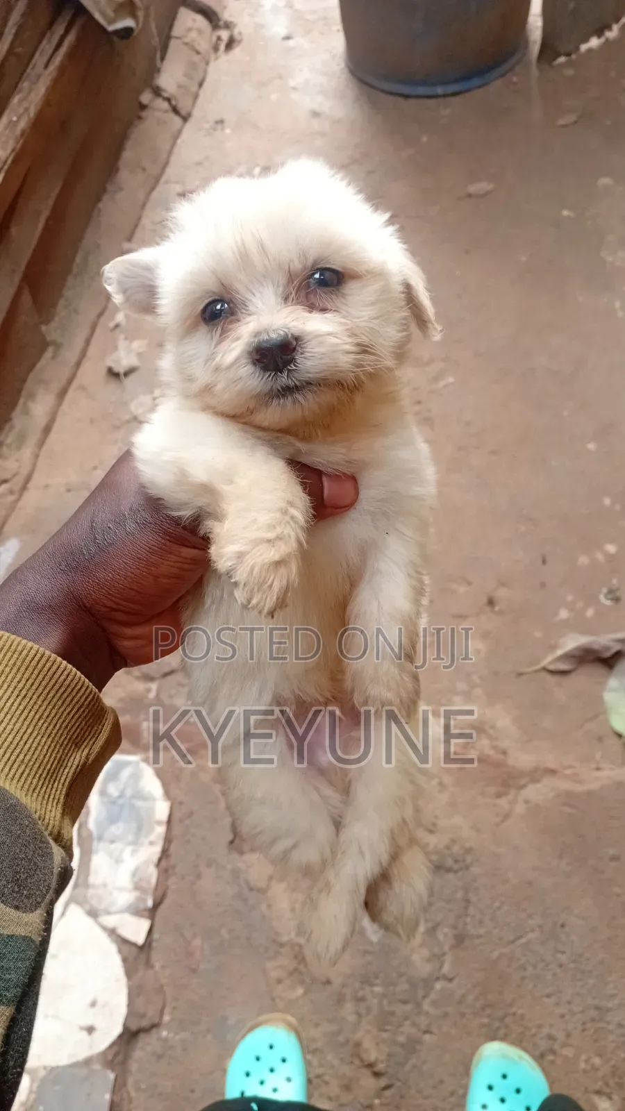 1-3 months Male Purebred Maltese