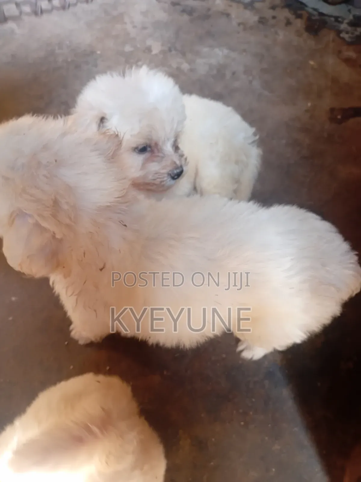 1-3 months Male Purebred Maltese