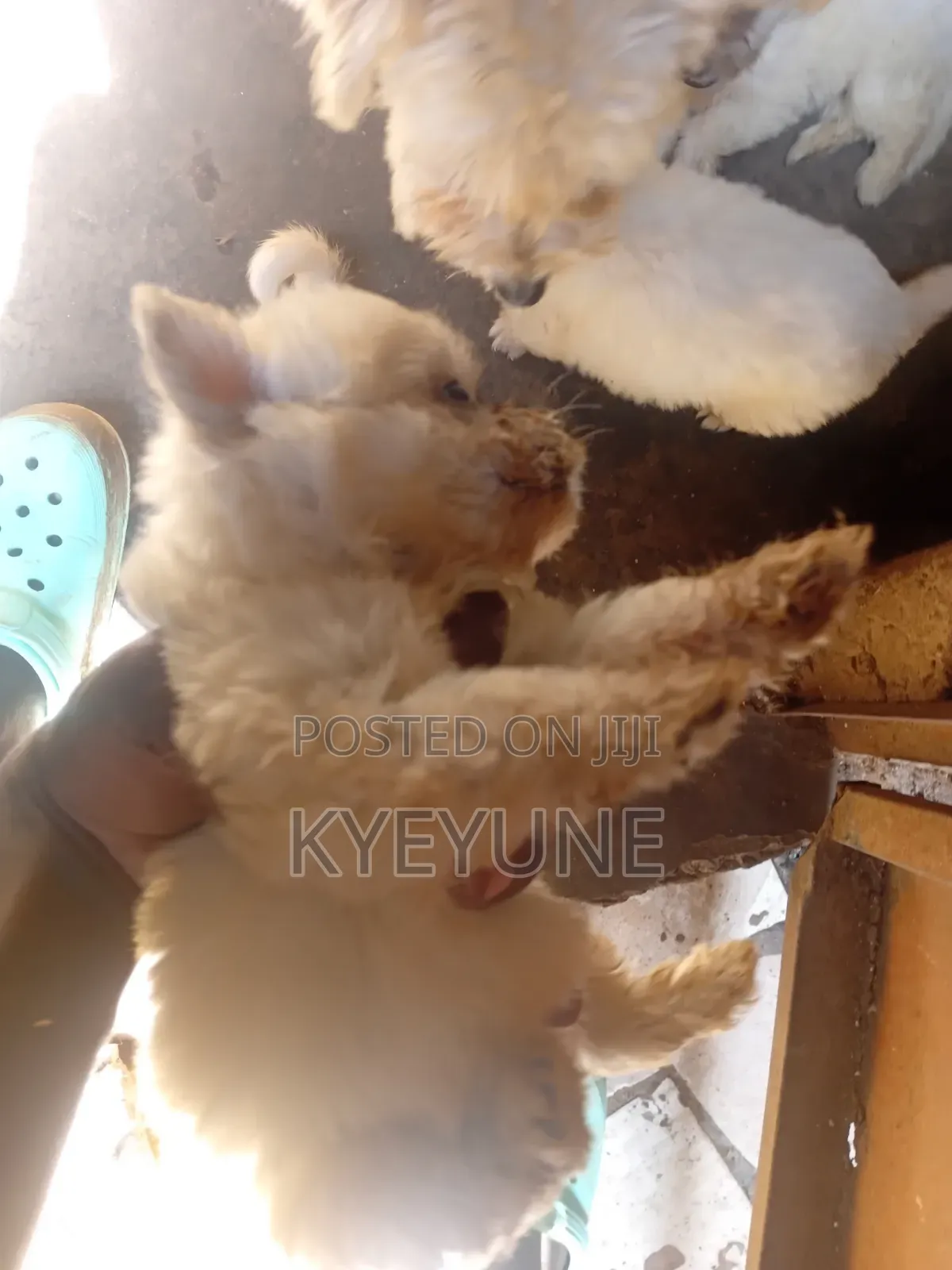 1-3 months Male Purebred Maltese