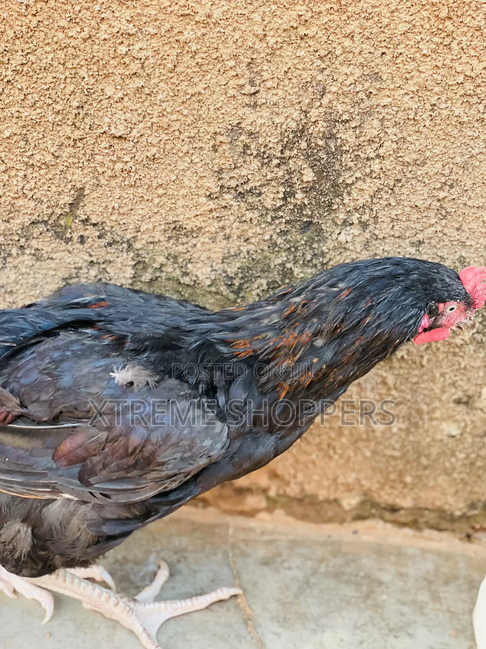 Local Chicken / Festival Offers/ Hen