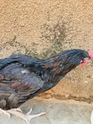 Local Chicken / Festival Offers/ Hen