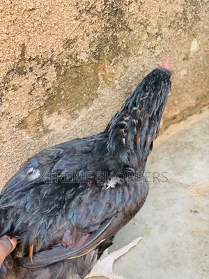 Local Chicken / Festival Offers/ Hen