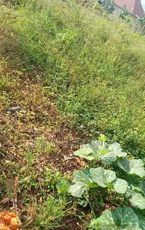 Plot of Land for Sale in Mityana