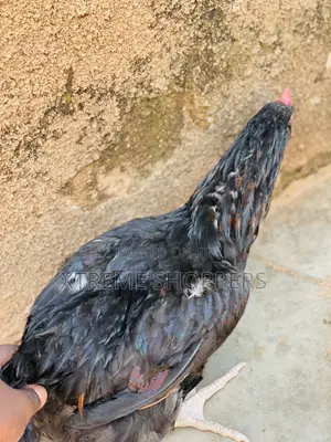 Affordable Chickens /Heavy Meat