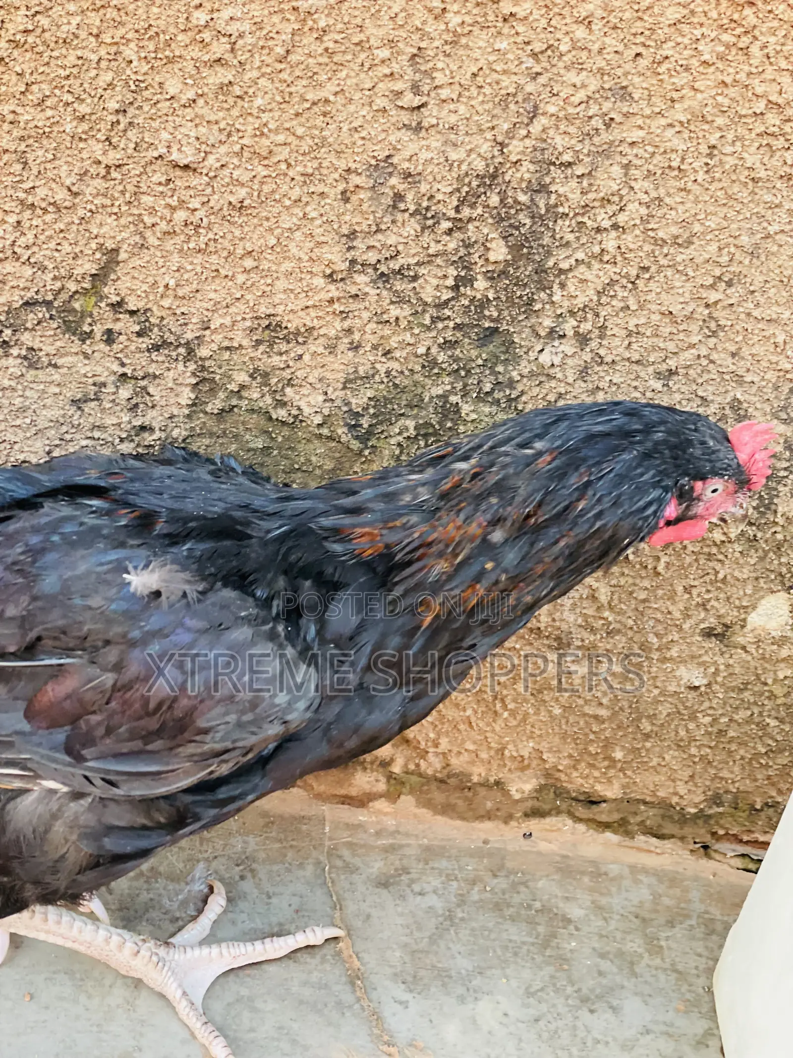 Affordable Chickens /Heavy Meat
