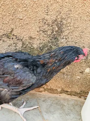 Affordable Chickens /Heavy Meat