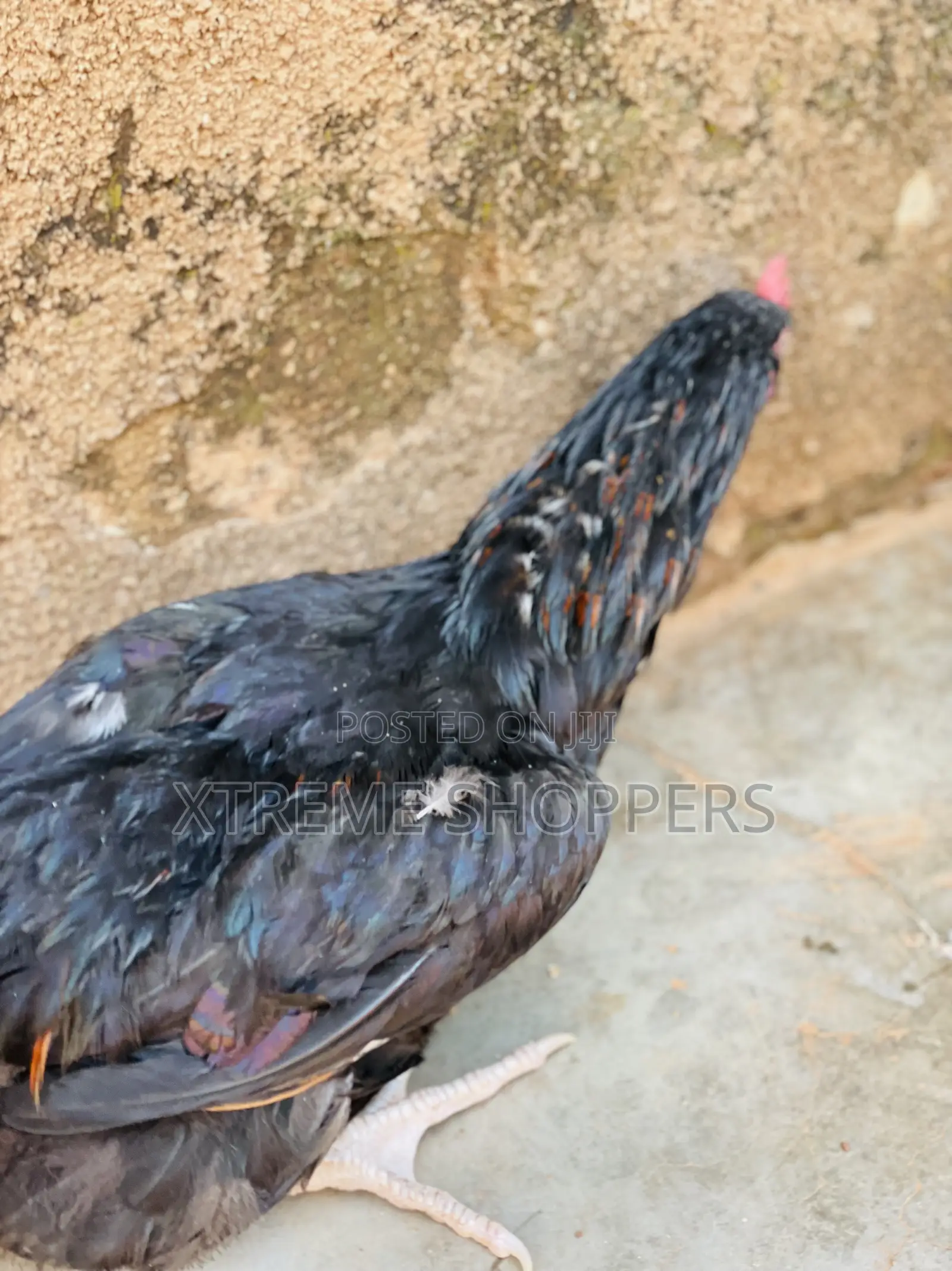 Locally Hens / Cocks/ Eaten Chickens