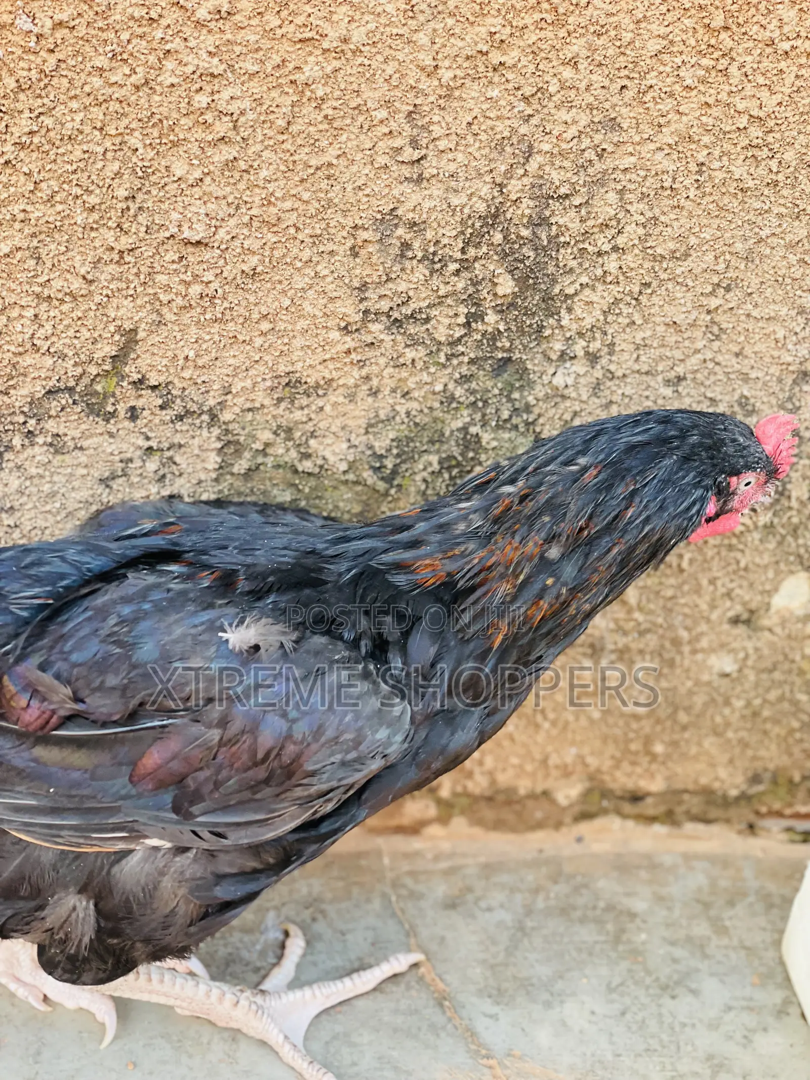 Locally Hens / Cocks/ Eaten Chickens