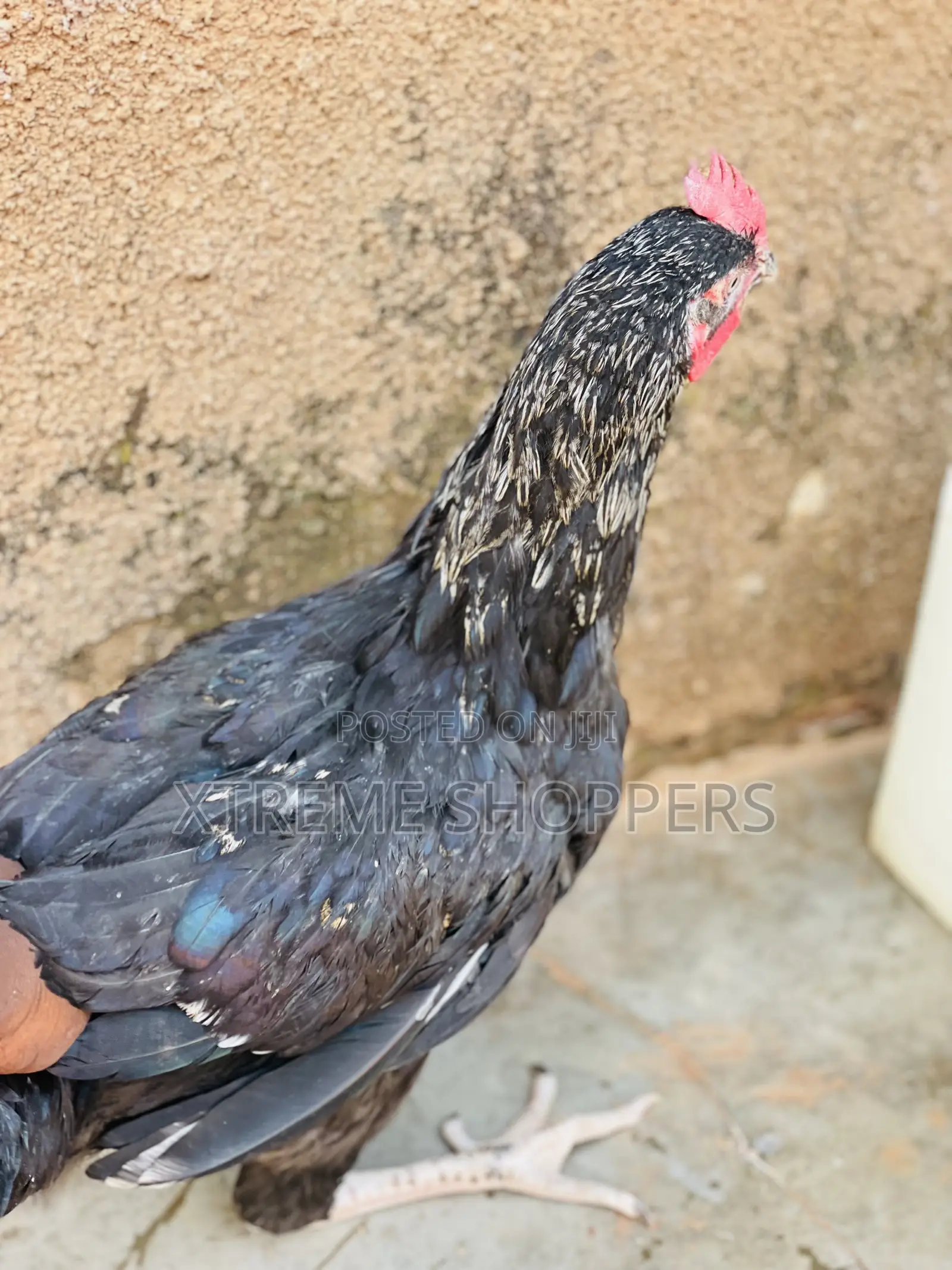 High Quality Breed/Chickens /Affordable Prices