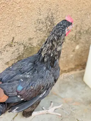 High Quality Breed/Chickens /Affordable Prices