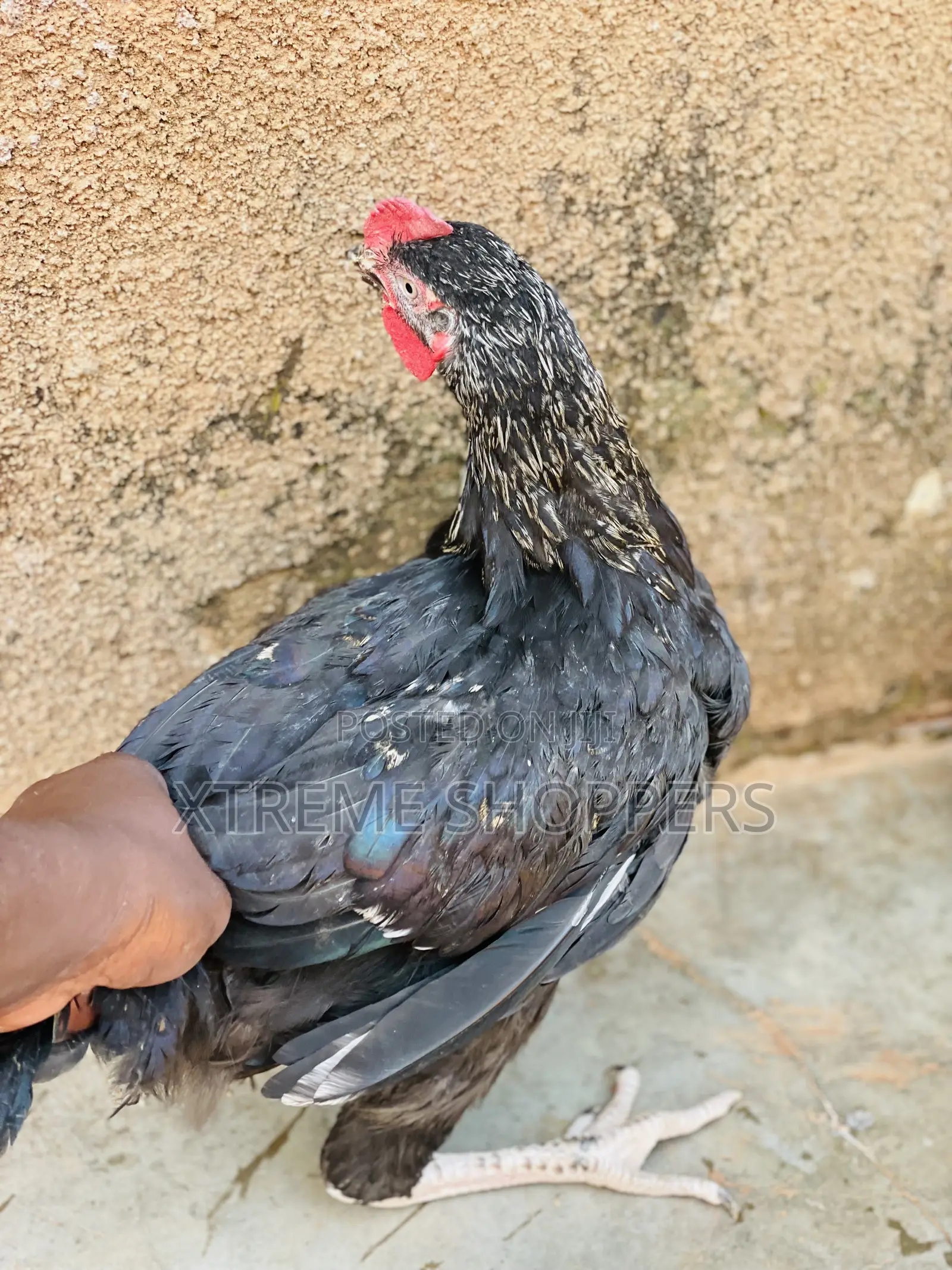 High Quality Breed/Chickens /Affordable Prices