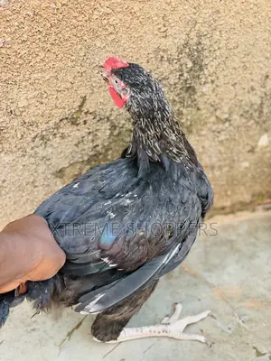 High Quality Breed/Chickens /Affordable Prices