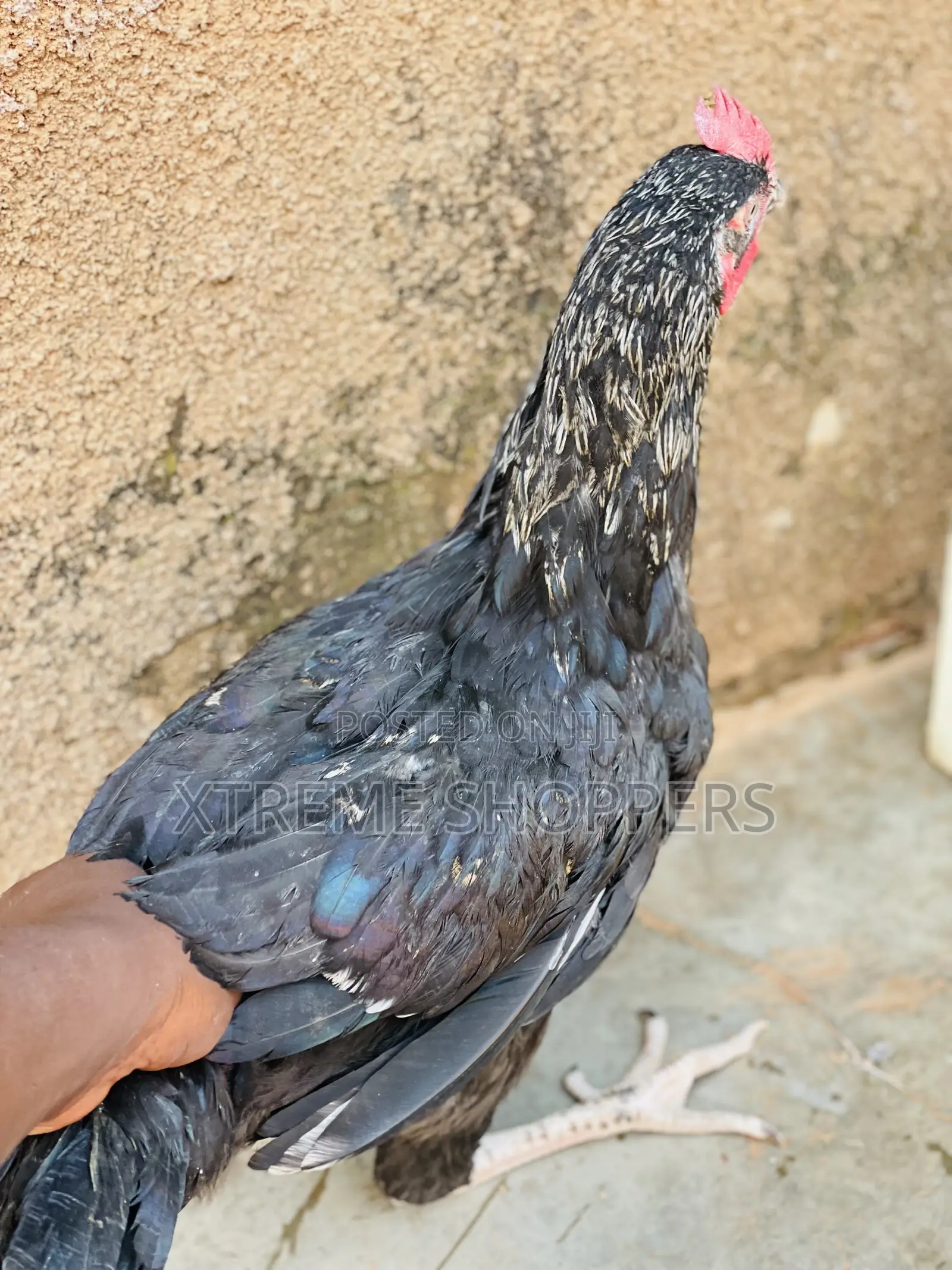 Local Breed / Delicious Meal / Chicken / Hen