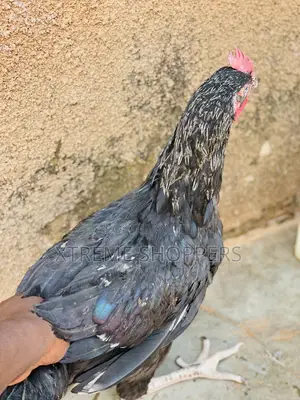 Local Breed / Delicious Meal / Chicken / Hen