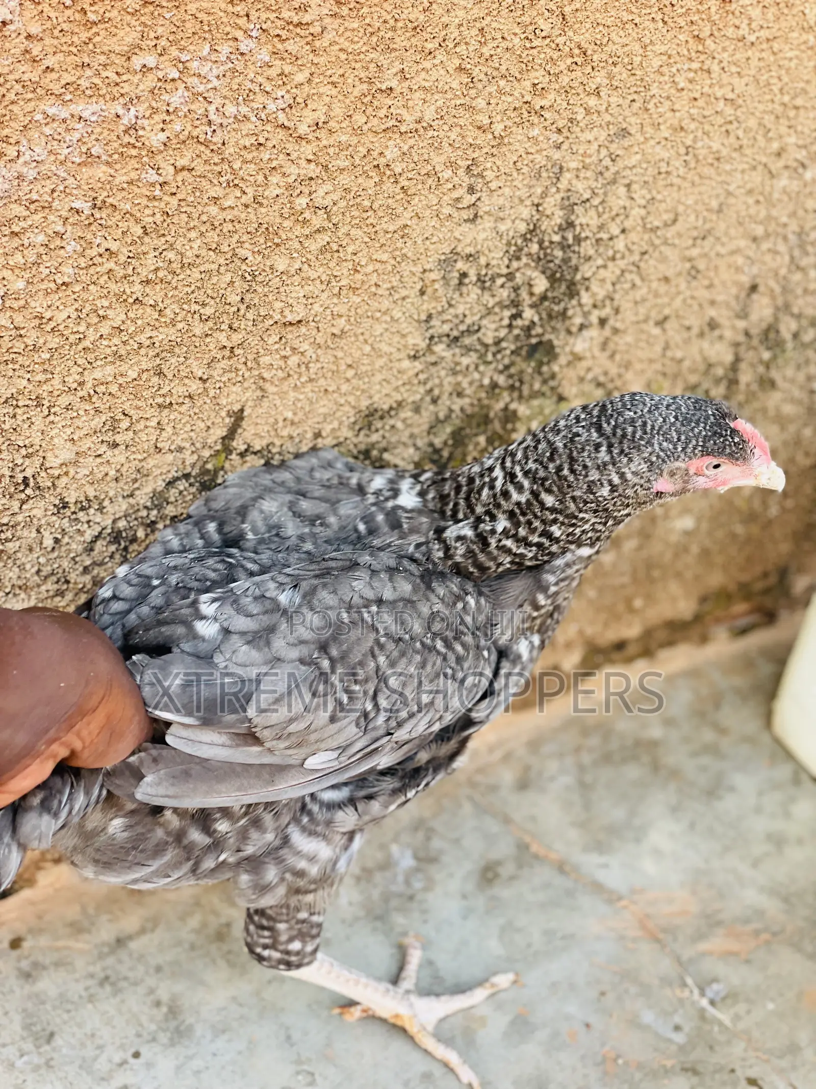 Executive Chickens / Chickens/ Breed - Free