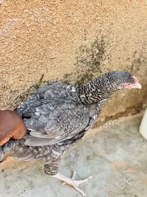 Executive Chickens / Chickens/ Breed - Free