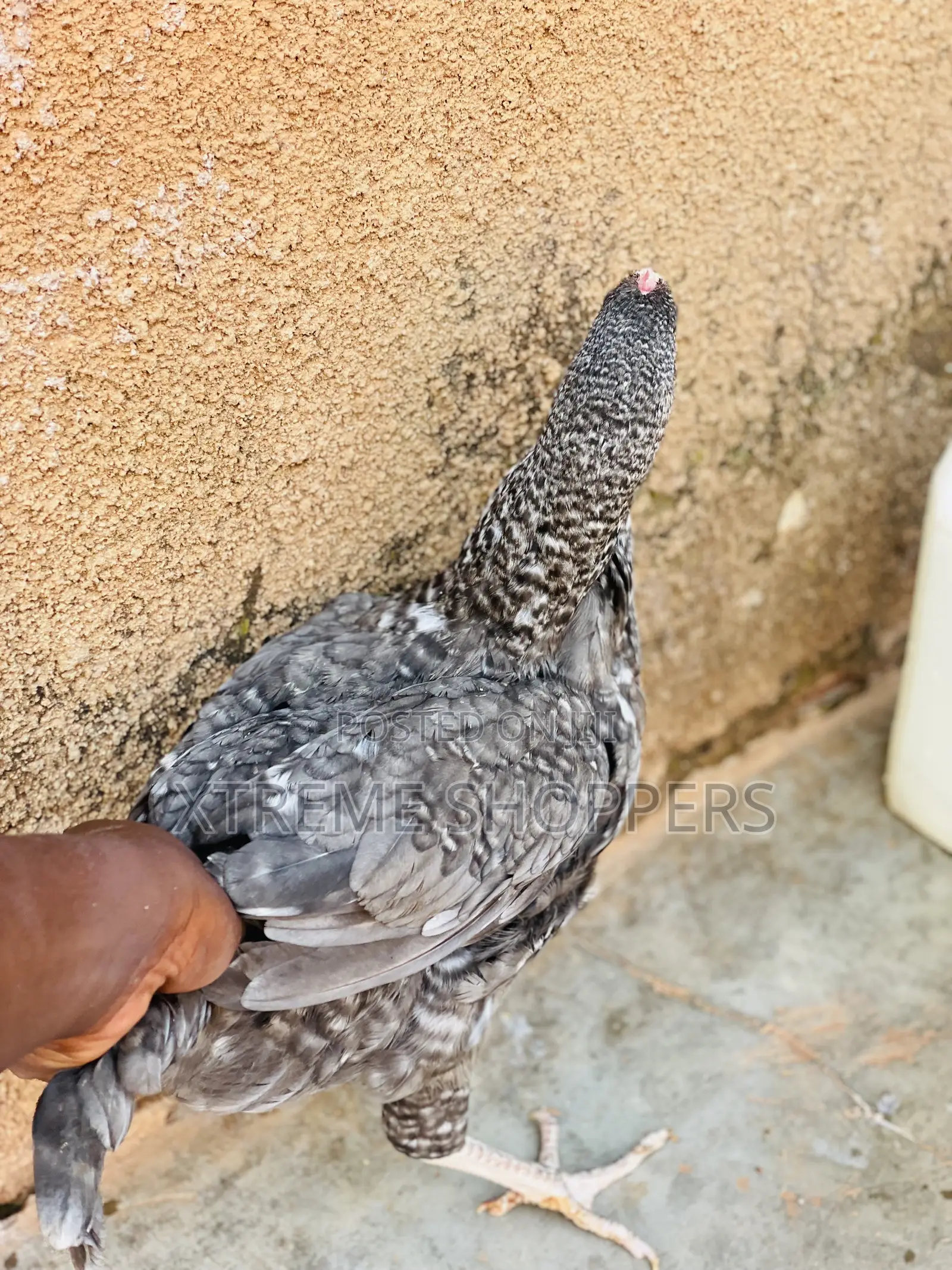 Executive Chickens / Chickens/ Breed - Free