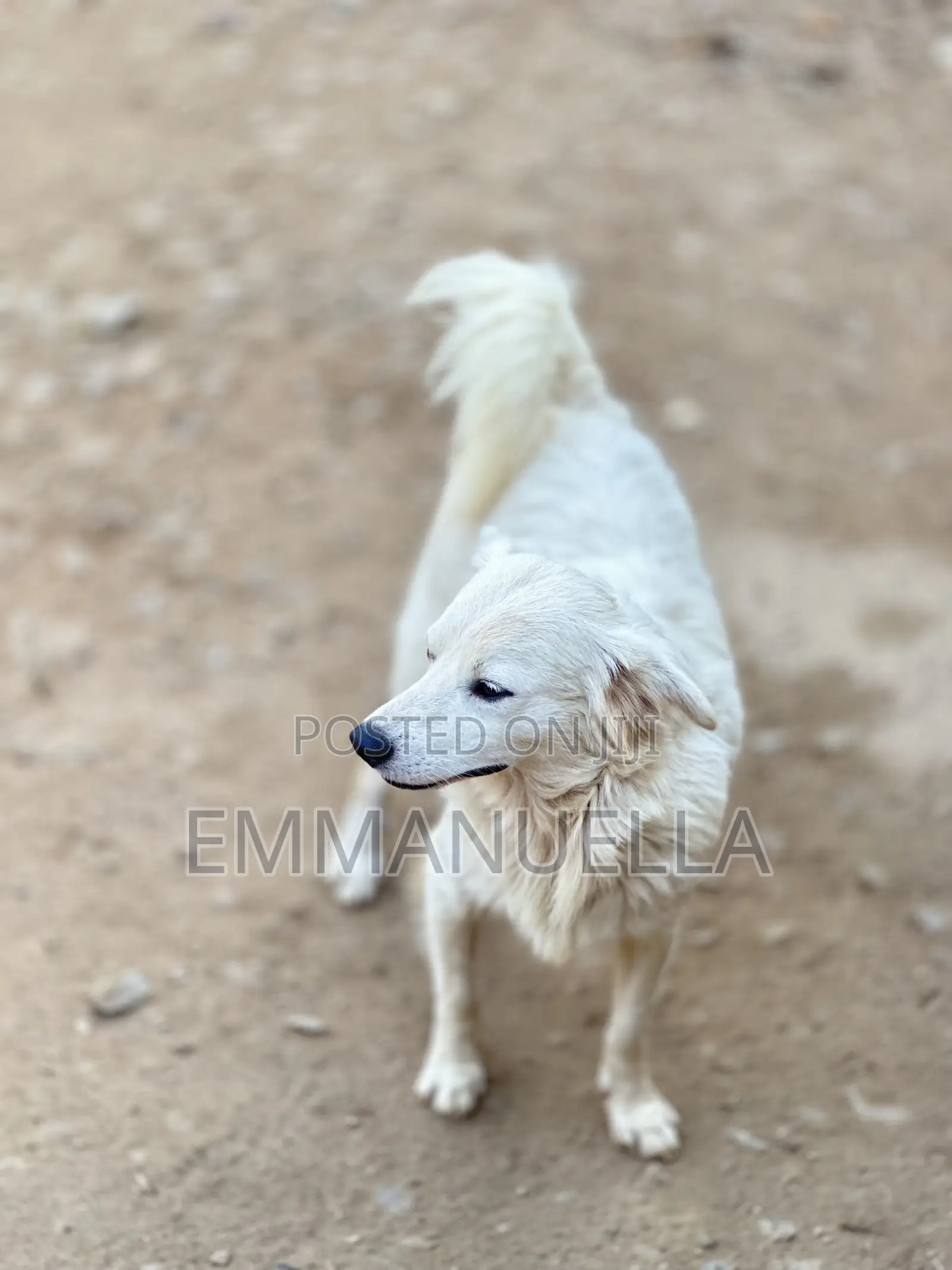 6-12 months Female Purebred Japanese Spitz