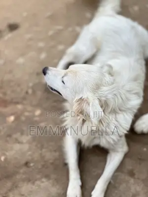 6-12 months Female Purebred Japanese Spitz