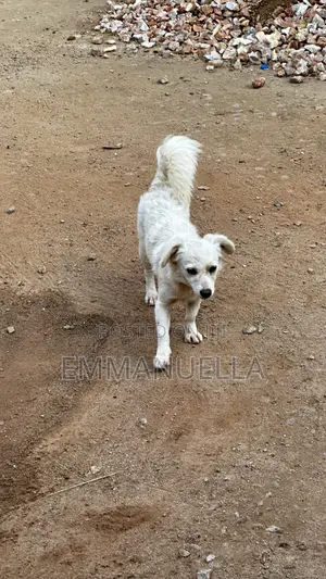6-12 months Female Purebred Japanese Spitz