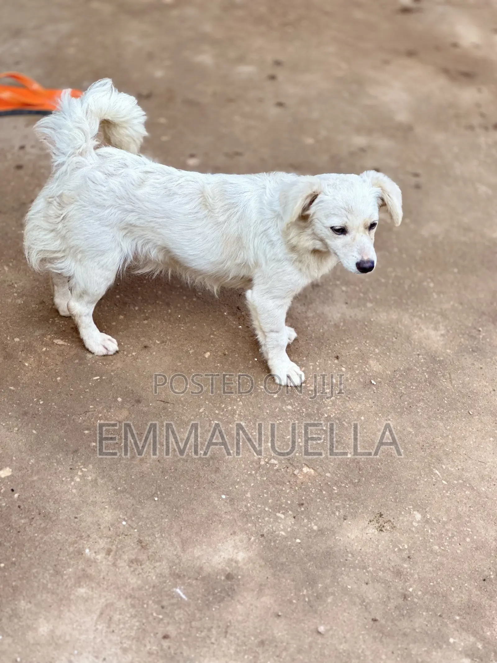 6-12 months Female Purebred Japanese Spitz
