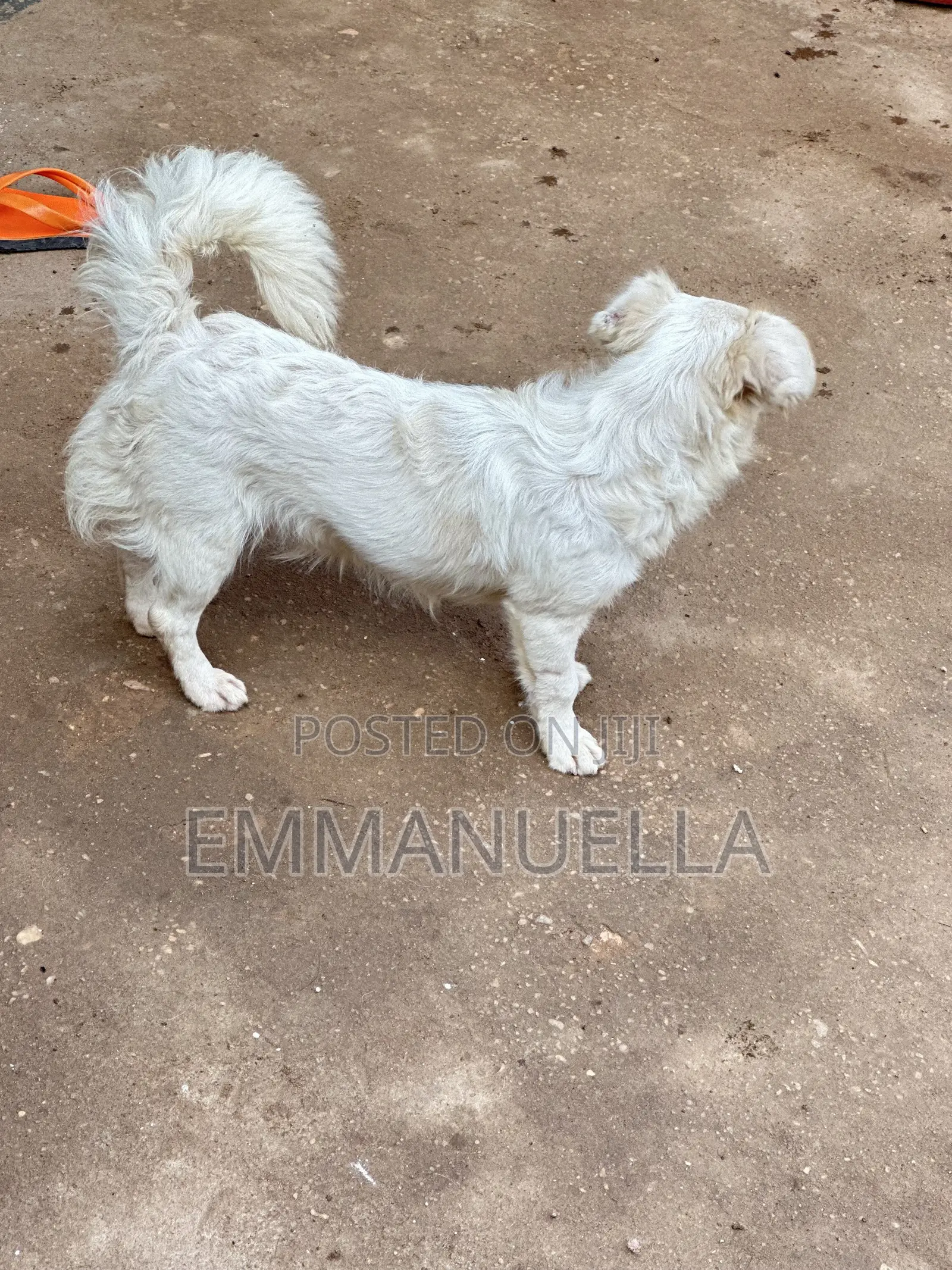 6-12 months Female Purebred Japanese Spitz
