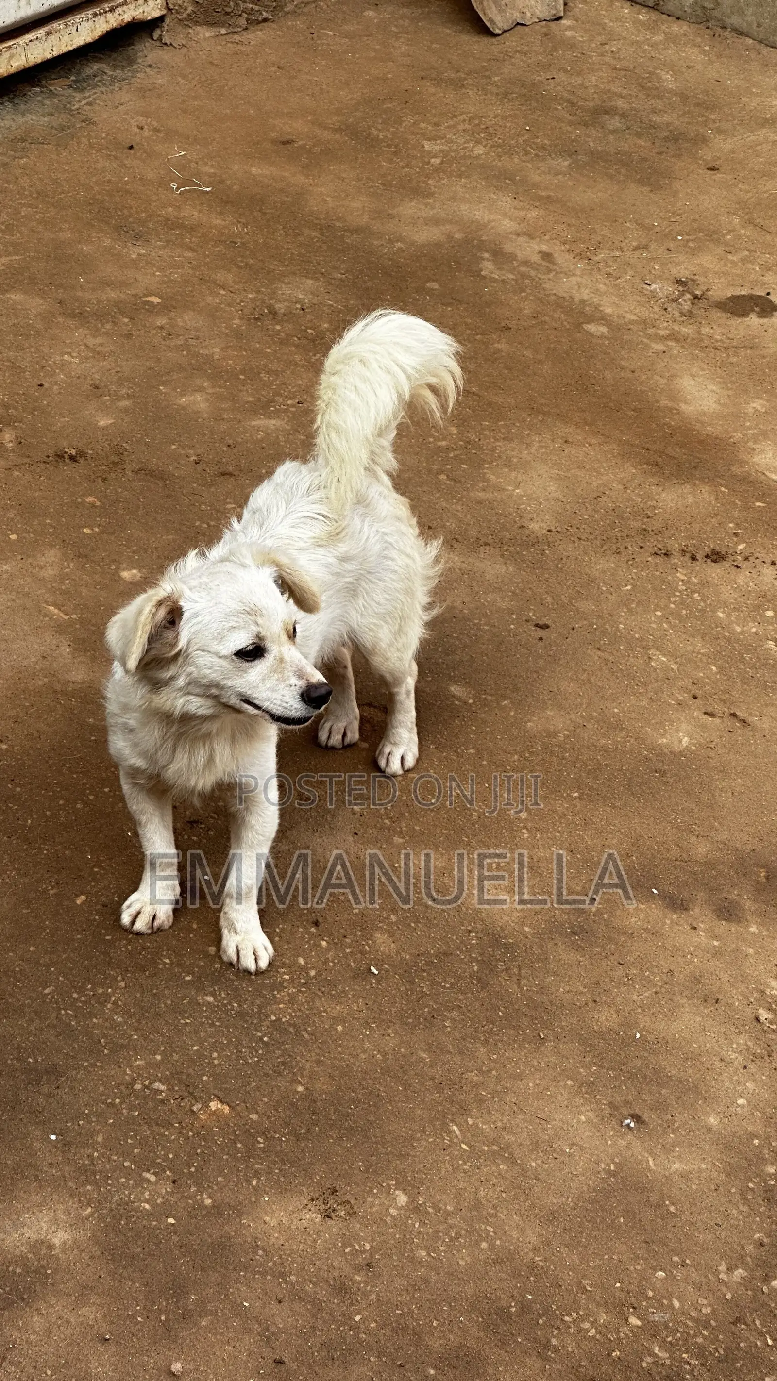 6-12 months Female Purebred Japanese Spitz