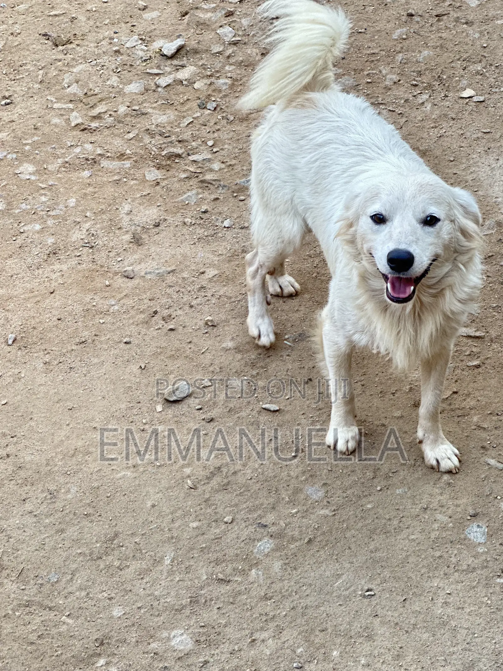 6-12 months Female Purebred Japanese Spitz