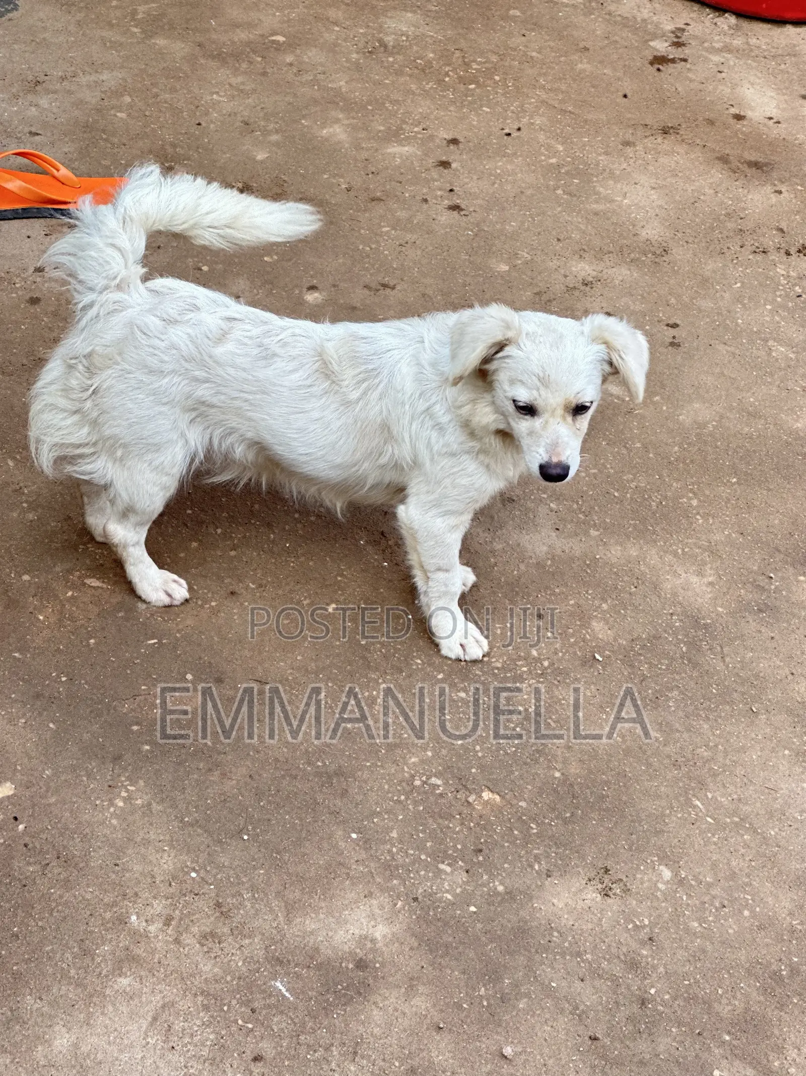6-12 months Female Purebred Japanese Spitz