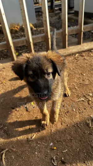 1-3 months Female Purebred German Shepherd
