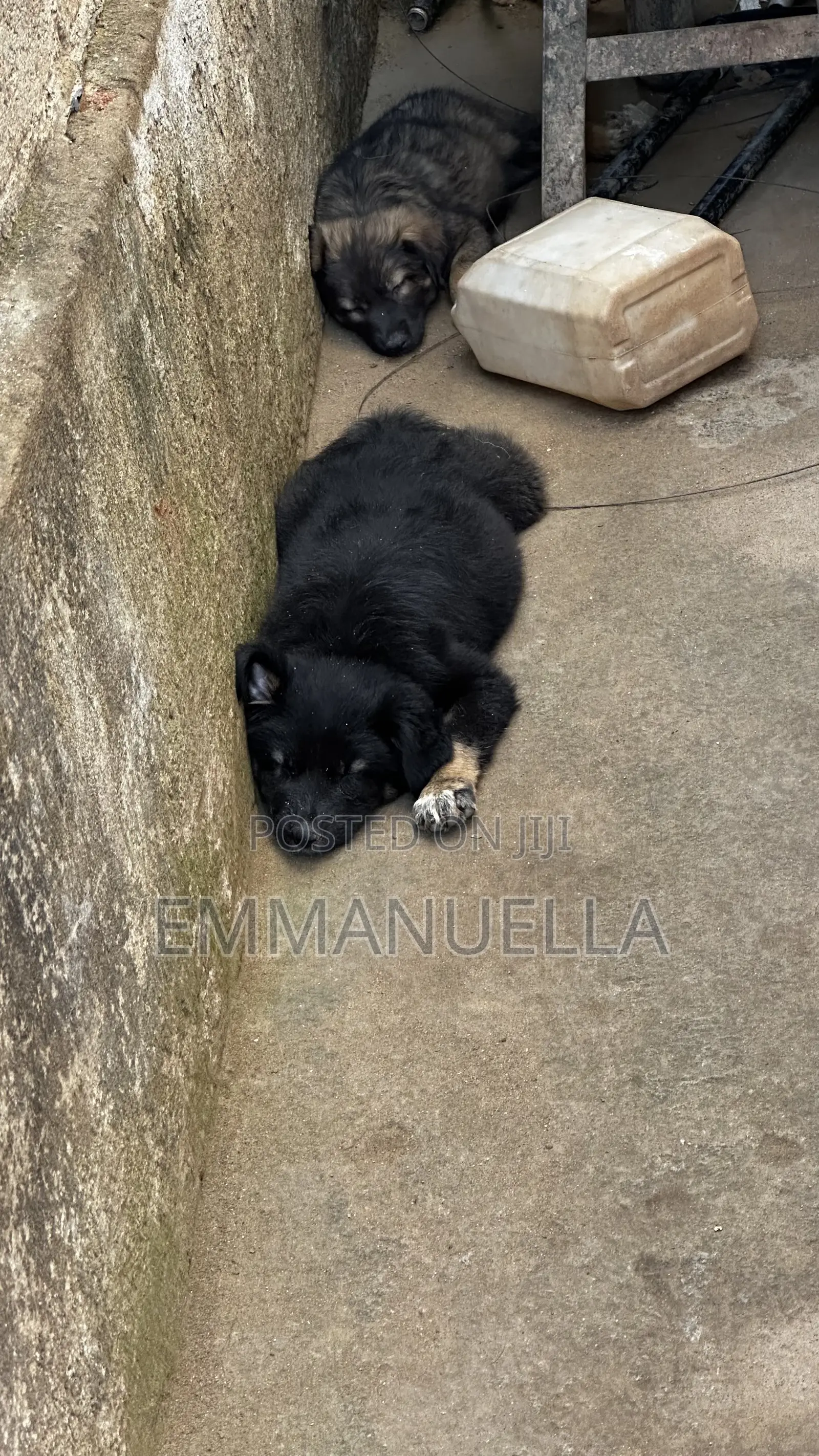 1-3 months Female Purebred German Shepherd