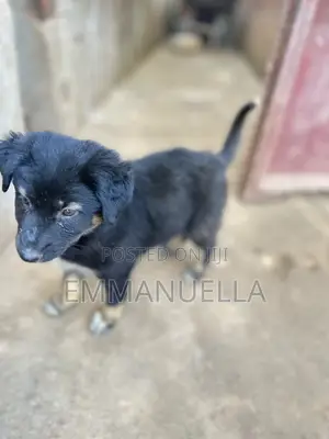1-3 months Female Purebred German Shepherd