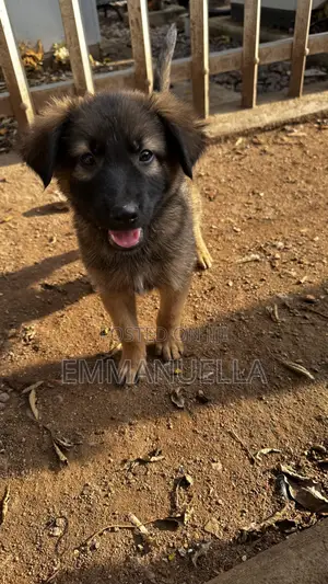 1-3 months Female Purebred German Shepherd