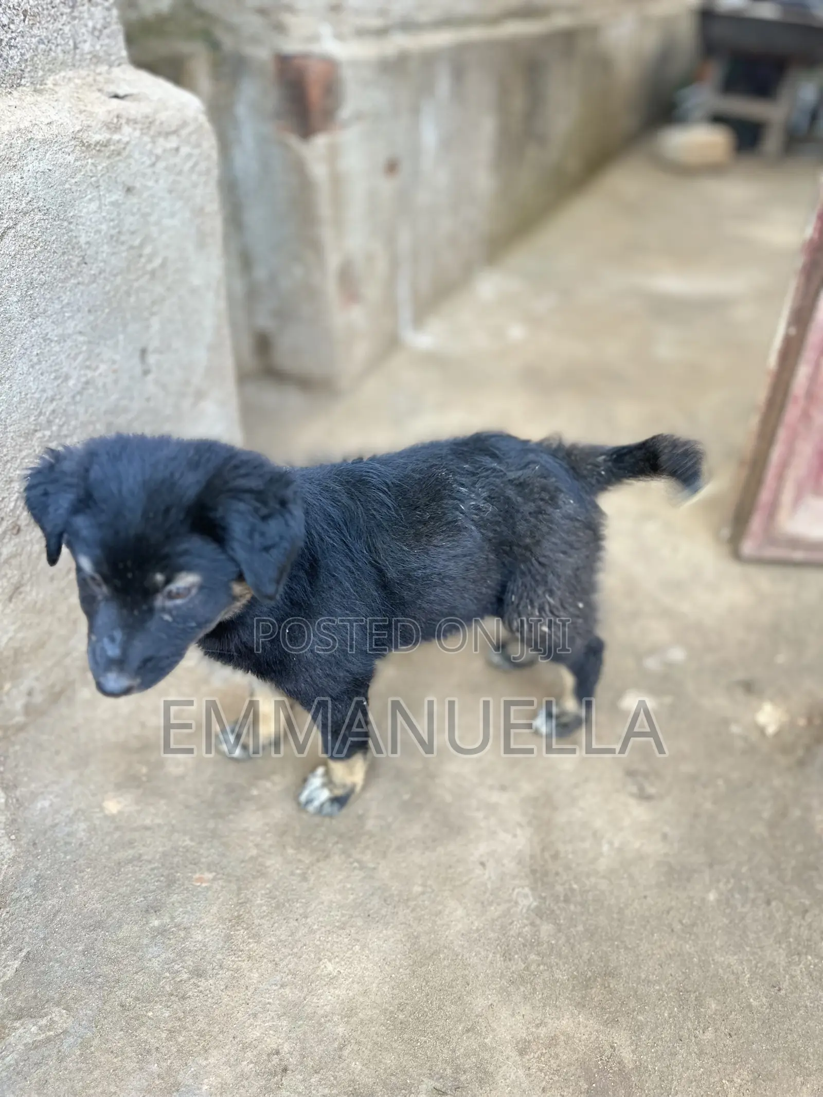 1-3 months Female Purebred German Shepherd