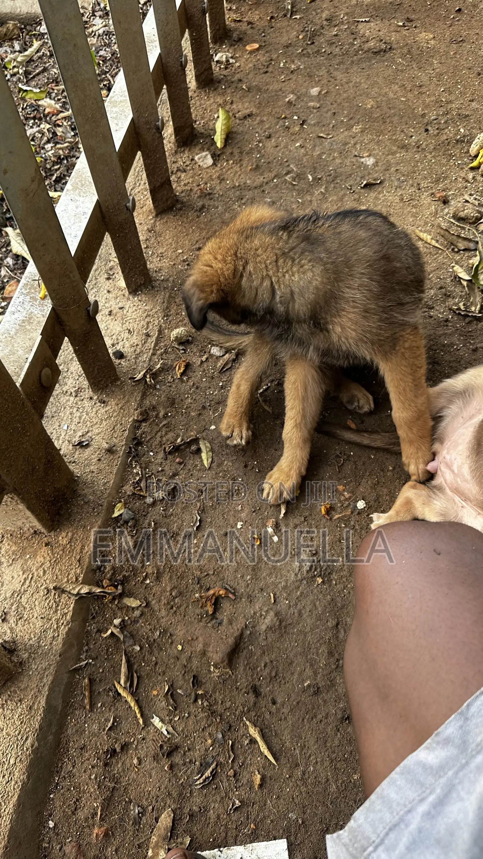 1-3 months Female Purebred German Shepherd
