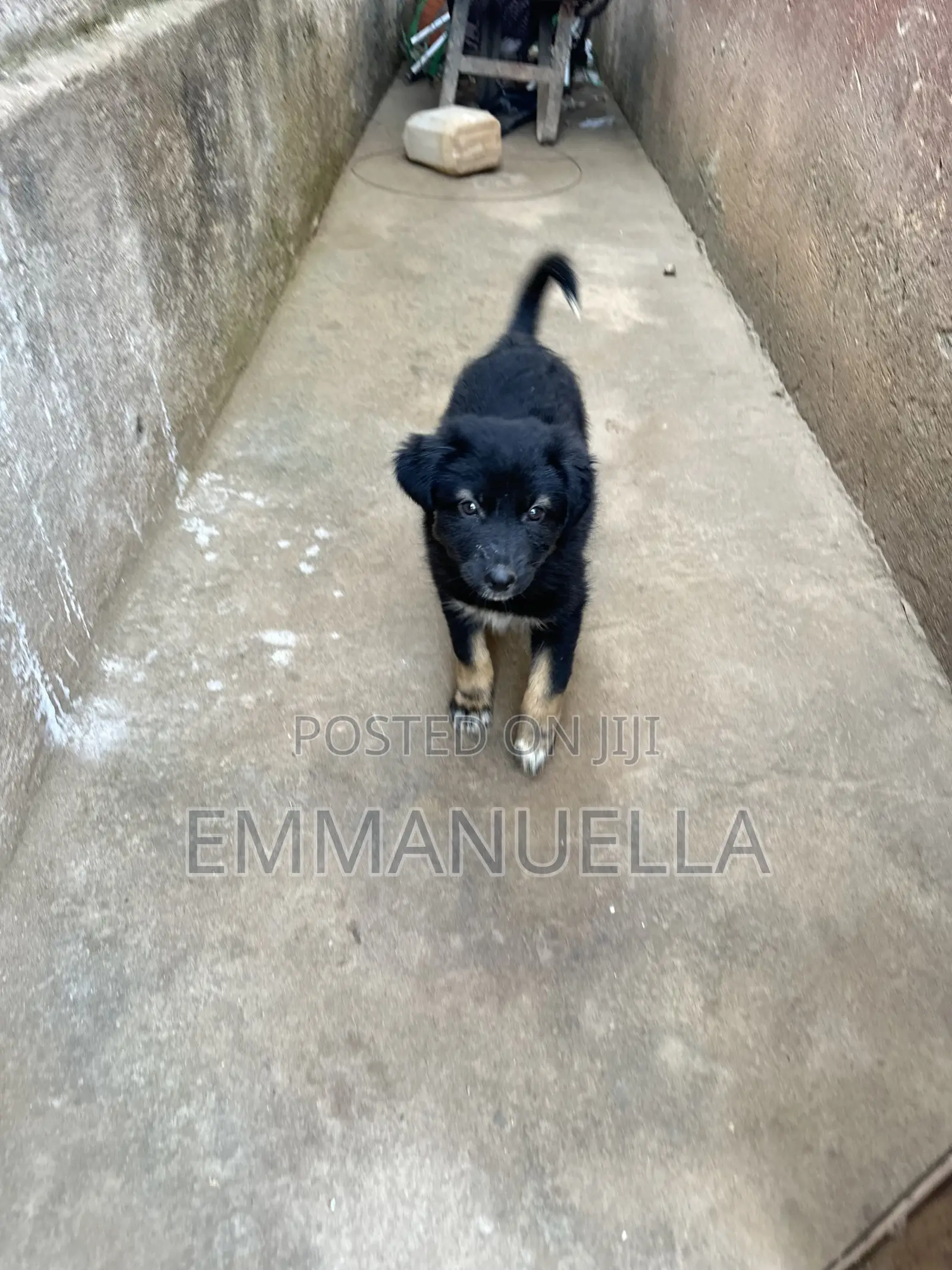 1-3 months Female Purebred German Shepherd