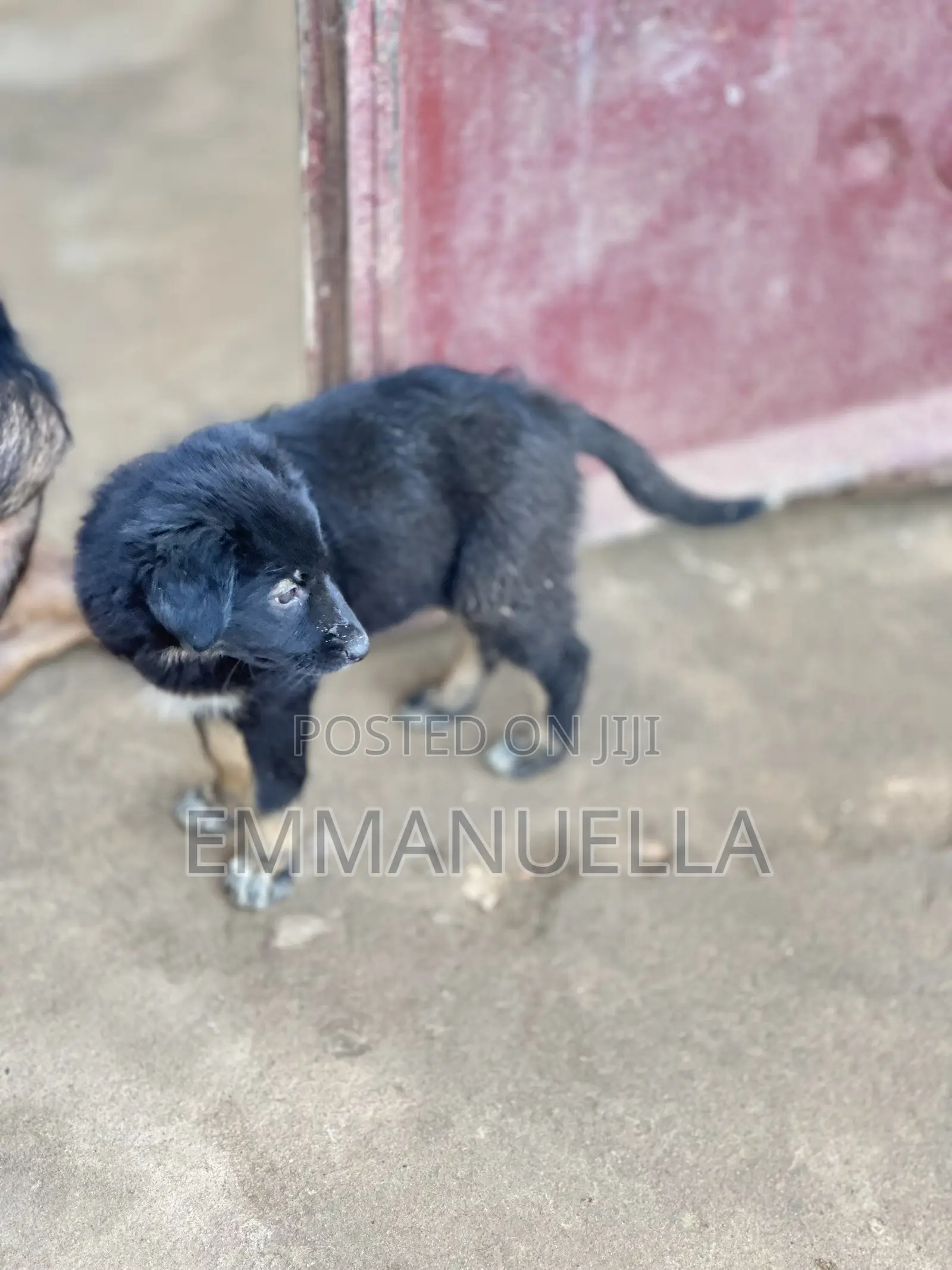 1-3 months Female Purebred German Shepherd