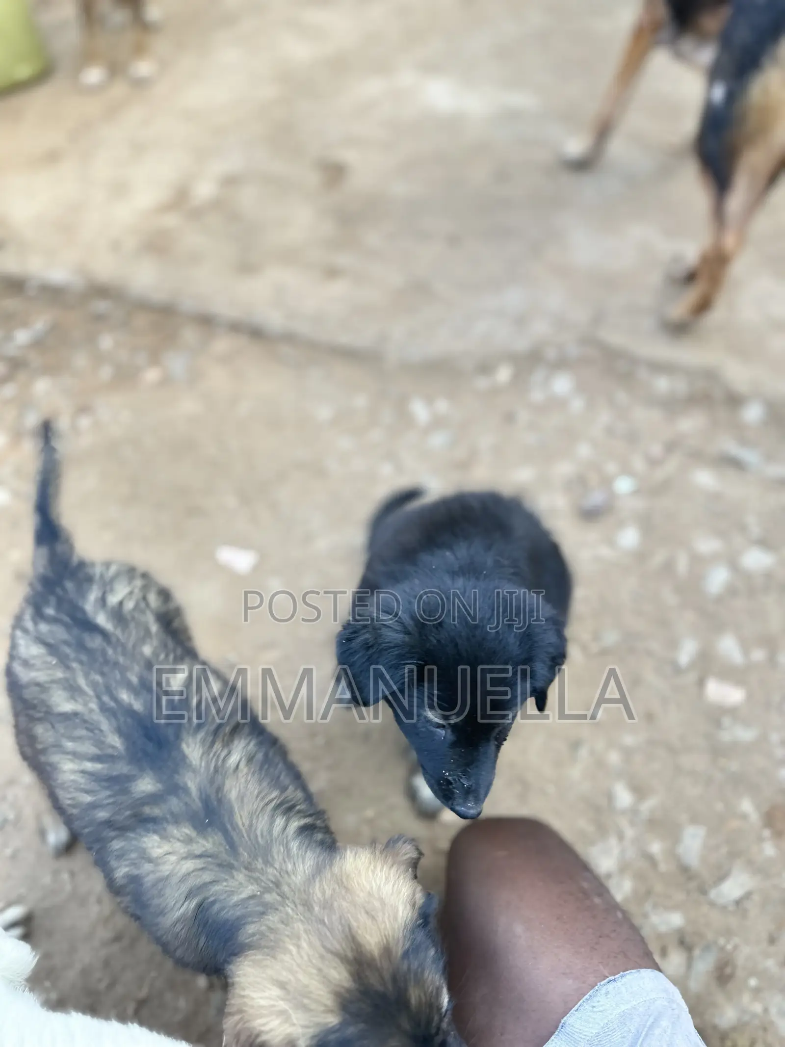 1-3 months Female Purebred German Shepherd