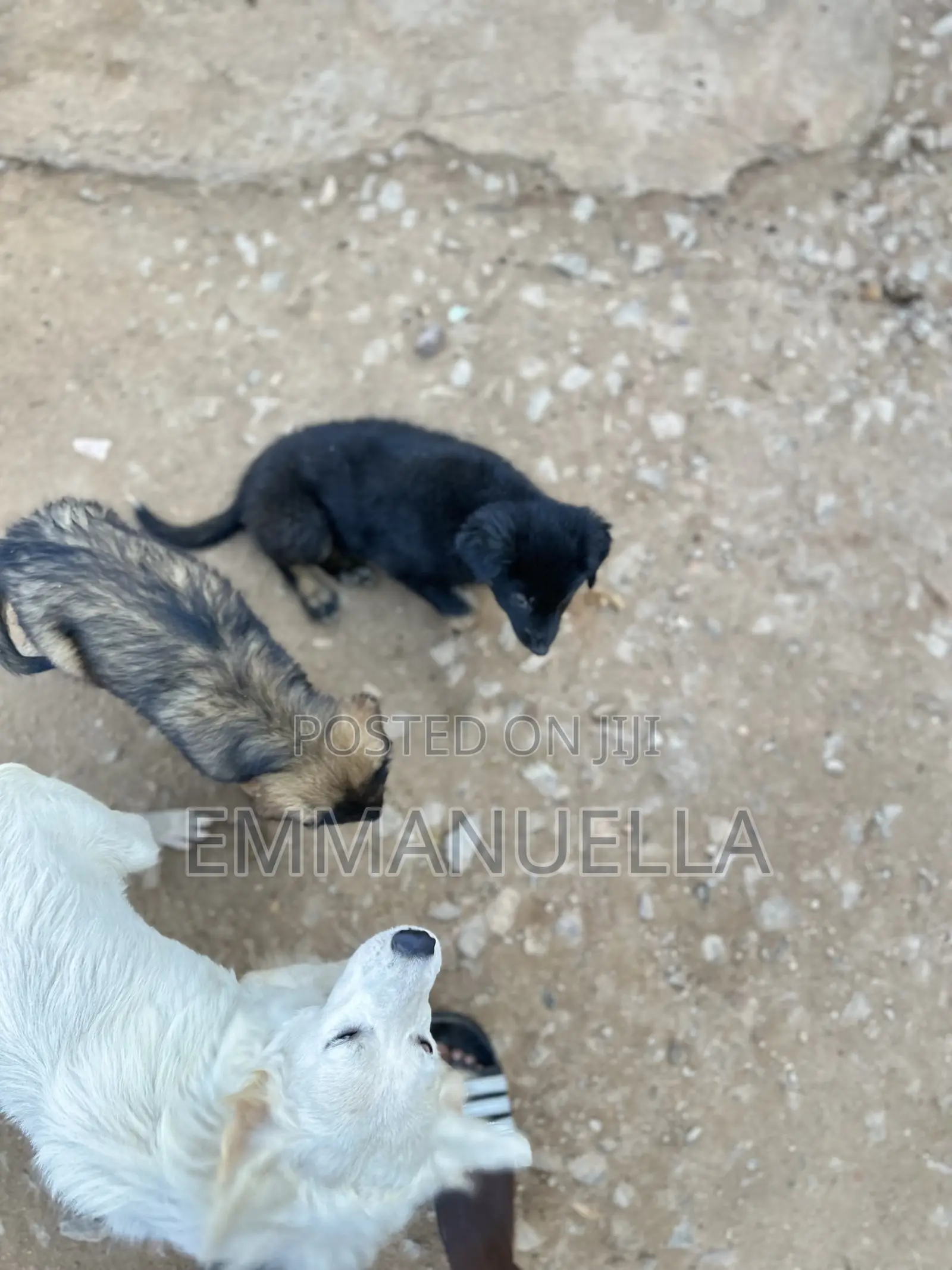 1-3 months Female Purebred German Shepherd