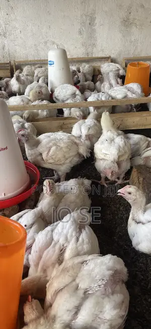 Broiler Chicken