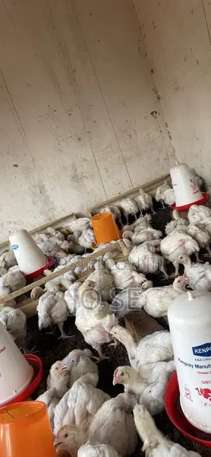 Broiler Chicken