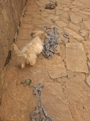 1-3 months Female Purebred Maltese