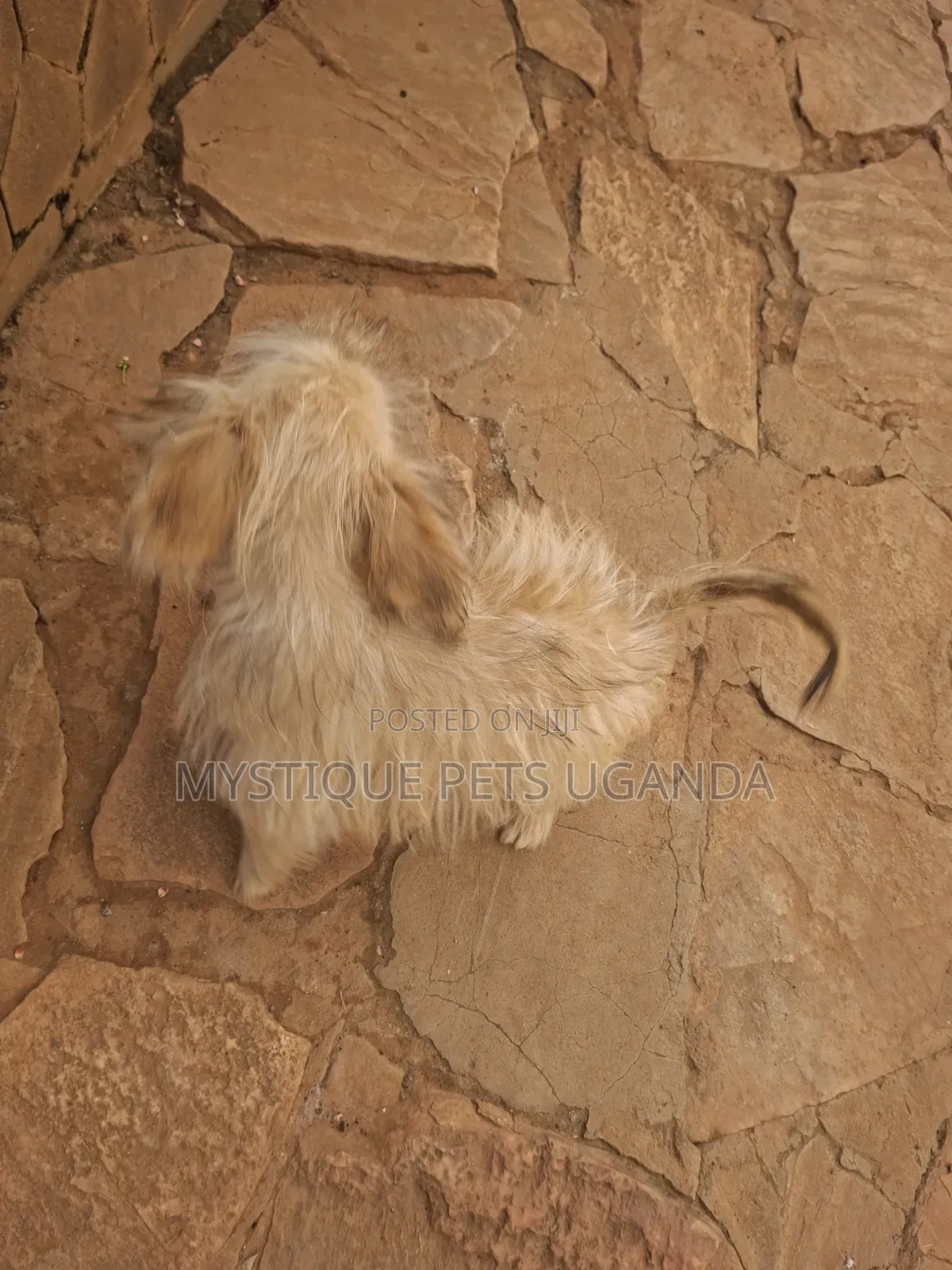 1-3 months Female Purebred Maltese