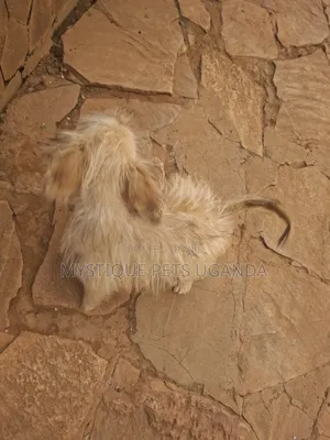 1-3 months Female Purebred Maltese